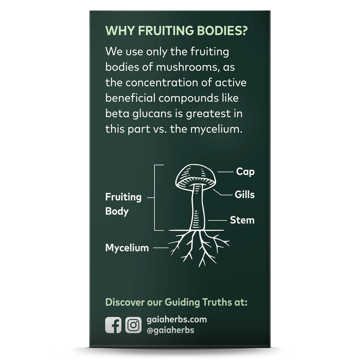 Lion's Mane Mushroom